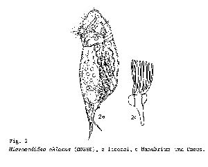 Koste, W (1978): Rotatoria. Die Rädertiere Mitteleuropas. Ein Bestimmungswerk, begründet von Max Voigt. Überordnung Monogononta.  pl.2, fig.2a,c